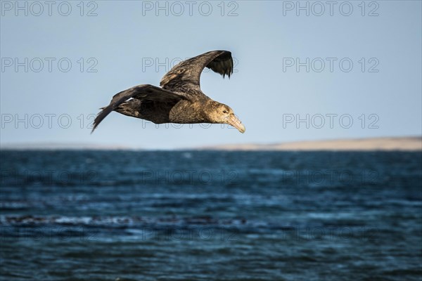 Southern giant petrel (Macronectes giganteus) in flight