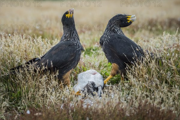 Striated Caracaras (Phalcoboenus australis)