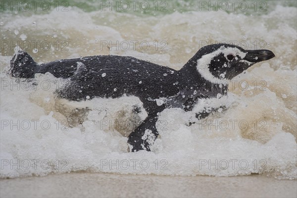 Magellanic penguin (Spheniscus magellanicus) in the surf at the beach