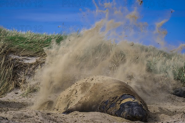 Southern elephant seal (Mirounga leonina)