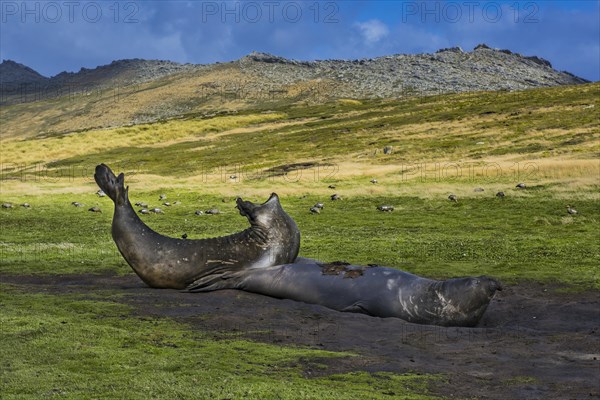 Southern elephant seal (Mirounga leonina)