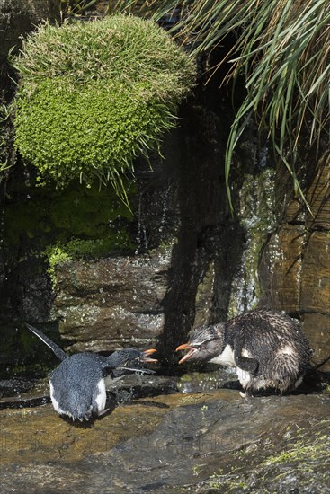 Rockhopper Penguin (Eudyptes chrysocome) cleans its plumage at a fresh water site