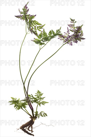 Colourful leaves of the cow parsley (Anthriscus sylvestris) on white background