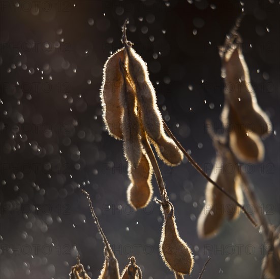 Mature Soybean ready to Harvest near Luis Eduardo Magalhaes