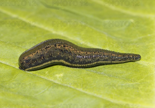 Medicinal leech (Hirudo medicinalis) on a green sheet