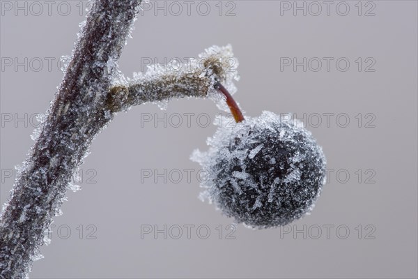 Frozen berry of a grape cherry (Prunus padus L.) in hoarfrost