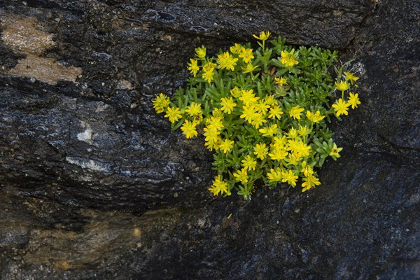 Scharfe (Sedum acre)