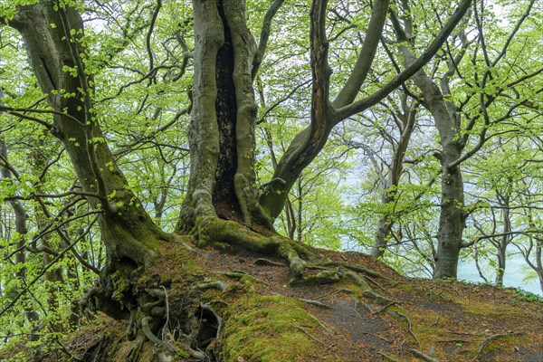 Rooted beech (Fagus sylvatica) on a steep slope on Ruegen in spring