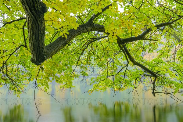 View of the lake Schmaler Luzin in the Feldberger Seenlandschaft in autumn