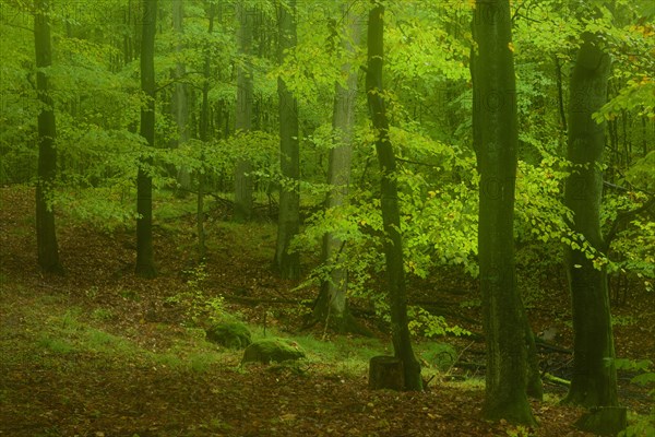 Forest in autumn in the Holy Halls