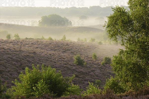 Blooming heath with fog in the valleys
