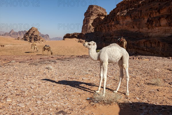 Dromedary (Camelus dromedarius)