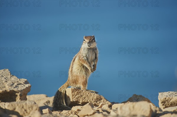 Barbary ground squirrel (Atlantoxerus getulus) stands on a rock