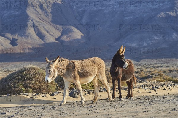 African wild asses (Equus africanus asinus ) in barren landscape