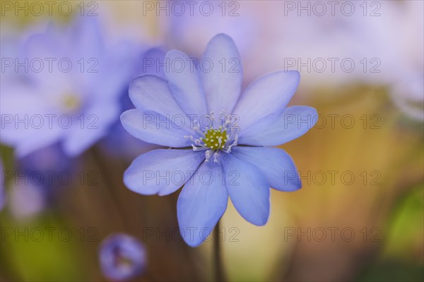 Common hepatica (Anemone hepatica )