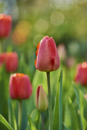 Didier's tulip or garden tulip (Tulipa gesneriana) blossoms