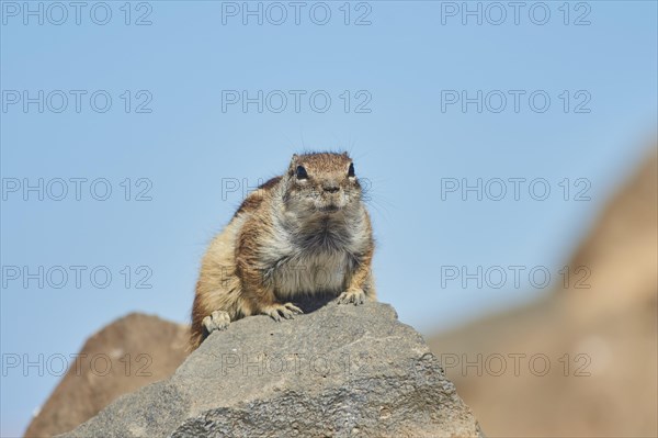 Barbary ground squirrel (Atlantoxerus getulus ) on rocks