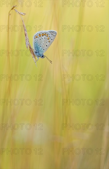 Gossamer winged butterfly (Lycaenidae) sitting on a blade of grass in warm light