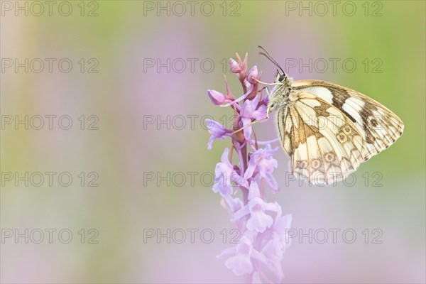 Marbled white (Melanargia galathea) sits on orchid (orchis)