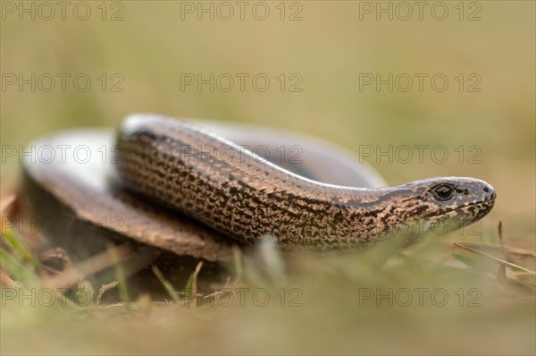 Slow worm (Anguis fragilis) meandering through a meadow