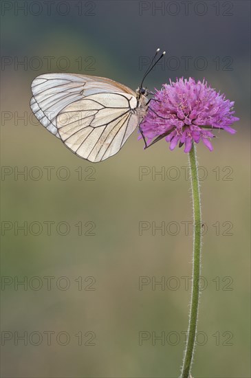 Black-veined white (Aporia crataegi) sits on a flowering plant