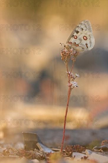 Apollo (Parnassius apollo) sitting on white stonecrop (Sedum album)