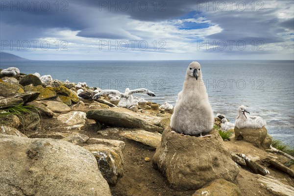 Black-browed Albatross (Thalassarche melanophris) chick on its nest