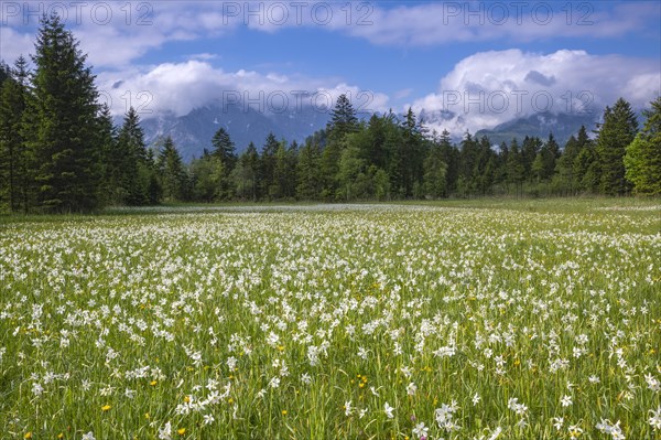 Meadow with white mountain daffodils (Narcissus radiiflorus)