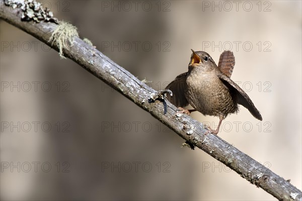 Eurasian wren (Troglodytes troglodytes) sitting on a branch and singing