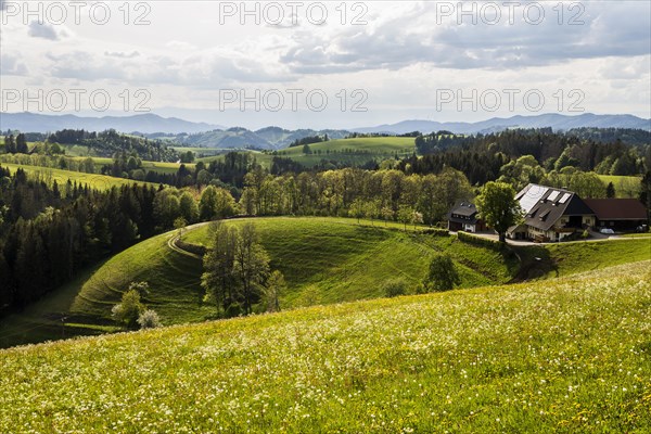 Summery hilly landscape and farmhouse