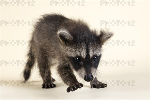 Raccoon (Procyon lotor)