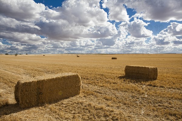 Bales of straw in the field