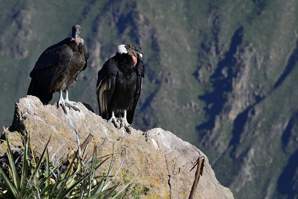 Andean condors (Vultur gryphus) sitting on a rock