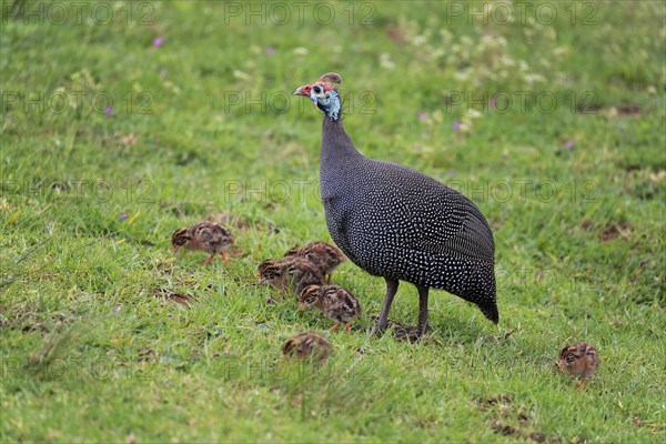 Helmeted guineafowl (Numida meleagris)