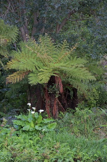 Cape Beaker Fern