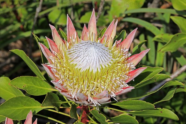 King Protea (Protea cynaroides)