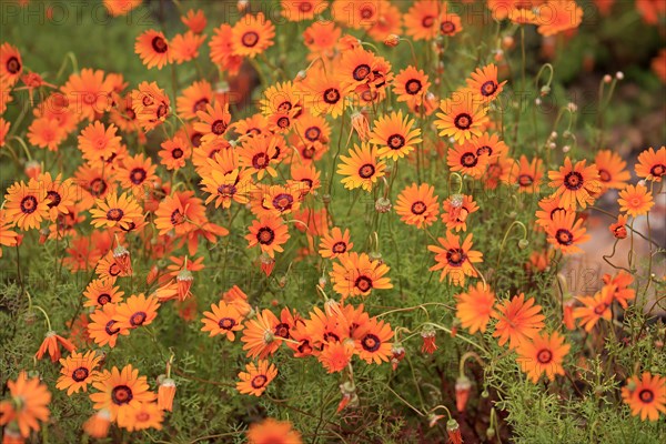 Namaqua parachute daisy (Ursinia calenduliflora )