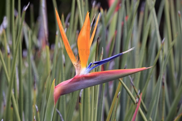 Strelitzia (Strelitzia reginae)