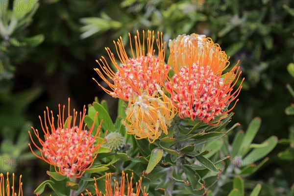 Pincushion protea