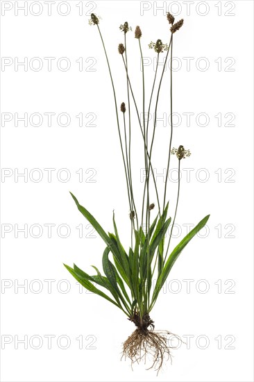 Ribwort plantain (Plantago lanceolata) on white background