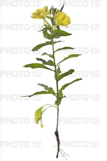 Common evening primrose (Oenothera biennis) on white background