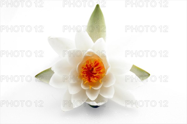 Water lily (Nymphaea hybrid Marliacea rosea)