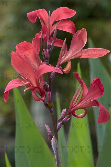 Indian flower cane (canna hybrid)