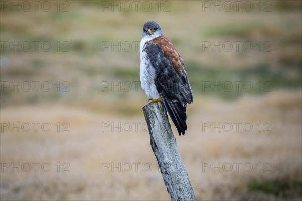 Variable hawk (Geranoaetus polyosoma ) sitting on a fence post