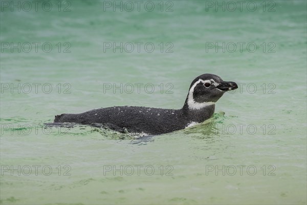 Magellanic penguin (Spheniscus magellanicus) in water