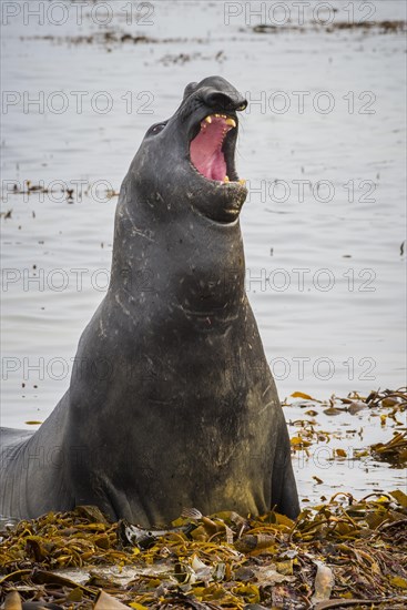 Southern elephant seal (Mirounga leonina)