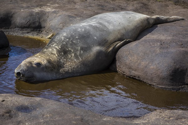 Southern elephant seal (Mirounga leonina)