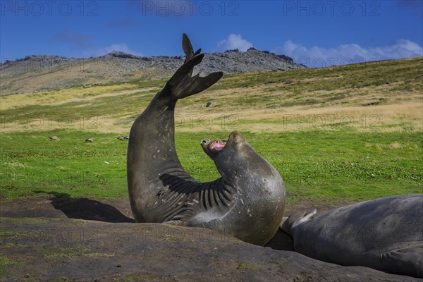 Southern elephant seal (Mirounga leonina)