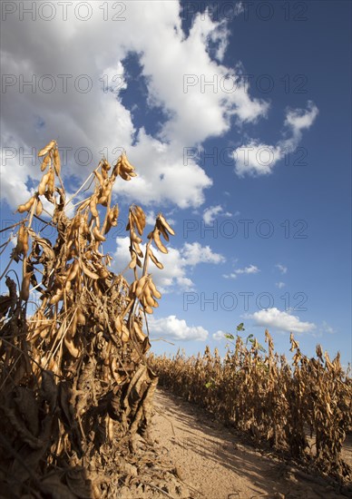 Mature Soybean ready to Harvest near Luis Eduardo Magalhaes