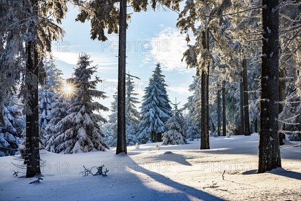 Snow-covered spruce forest (Picea abies)